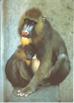 Mandril xxxx 95 035 CZ ** - Fauna